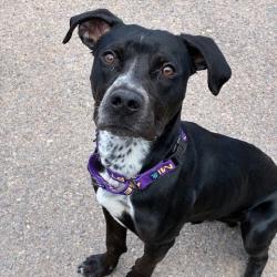 Shelter Stray Male Dog last seen , 1500 Idalia Rd NE, Bernalillo, NM 87004, USA