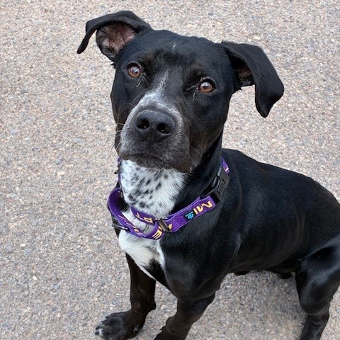 Shelter Stray Male Dog last seen , 1500 Idalia Rd NE, Bernalillo, NM 87004, USA