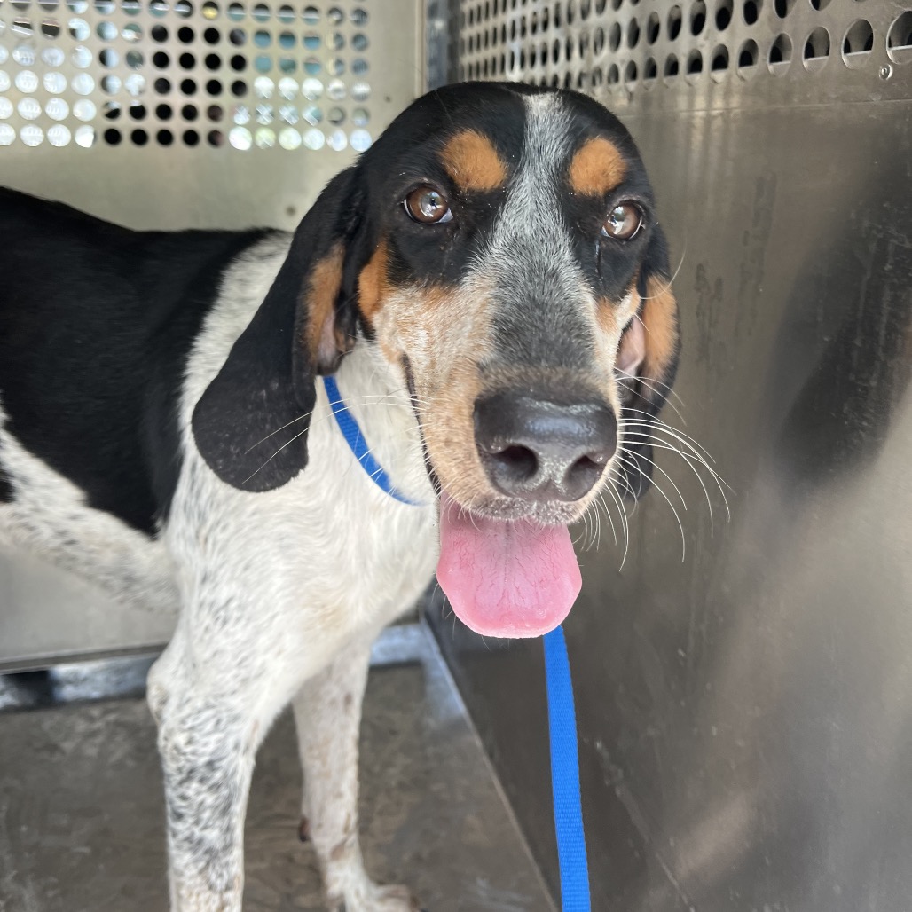 Shelter Stray Female Dog last seen , 2451 N Expressway 281, Edinburg, TX 78541, USA