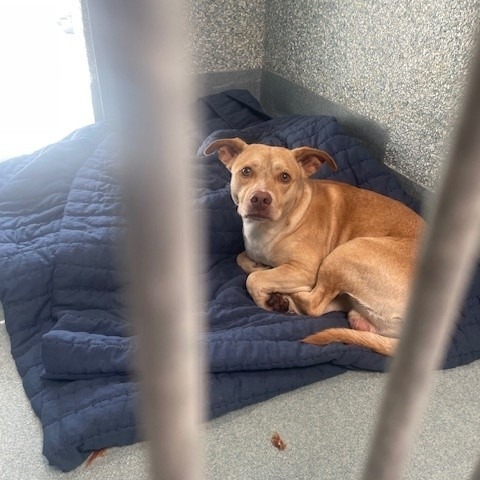 Shelter Stray Male Dog last seen , 12910 Yukon Ave, Hawthorne, CA 90250, USA