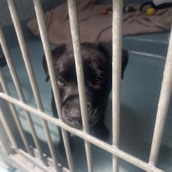 Shelter Stray Female Dog last seen , 12910 Yukon Ave, Hawthorne, CA 90250, USA