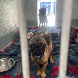 Shelter Stray Unknown Dog last seen , 12910 Yukon Ave, Hawthorne, CA 90250, USA
