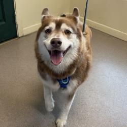 Shelter Stray Male Dog last seen , 361 S Raymond Ave, Pasadena, CA 91105, USA