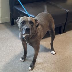 Shelter Stray Female Dog last seen , 361 S Raymond Ave, Pasadena, CA 91105, USA
