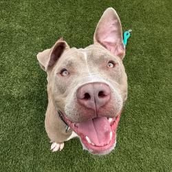 Shelter Stray Male Dog last seen , Animal Care & Control Team of Philly, 111 W Hunting Park Ave, Philadelphia, PA 19140, USA