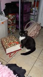 Lost Male Cat last seen Anderson elementary, Spring, TX 77373