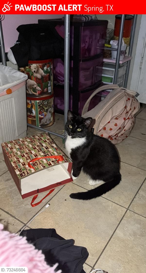 Lost Male Cat last seen Anderson elementary, Spring, TX 77373