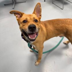 Shelter Stray Male Dog last seen , Animal Care & Control Team of Philly, 111 W Hunting Park Ave, Philadelphia, PA 19140, USA