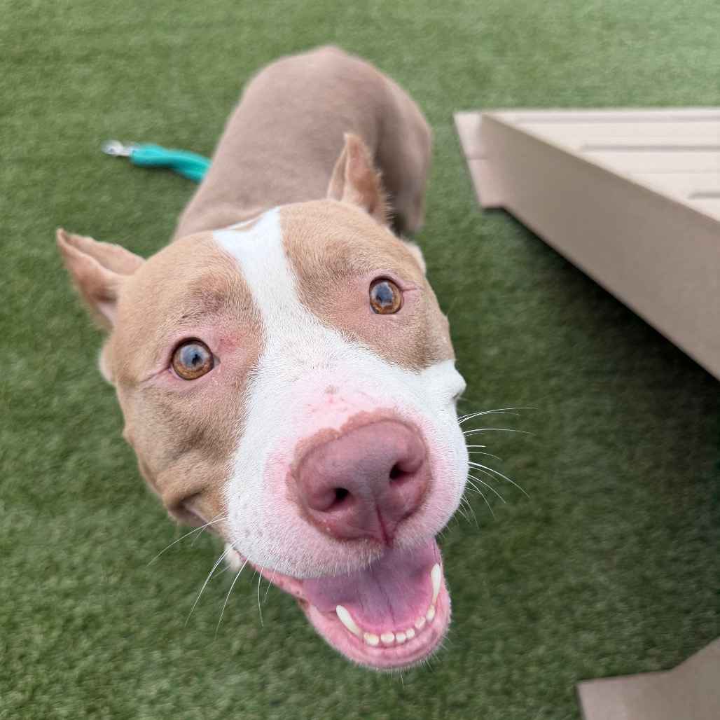 Shelter Stray Female Dog last seen , Animal Care & Control Team of Philly, 111 W Hunting Park Ave, Philadelphia, PA 19140, USA