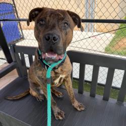 Shelter Stray Male Dog last seen , Animal Care & Control Team of Philly, 111 W Hunting Park Ave, Philadelphia, PA 19140, USA
