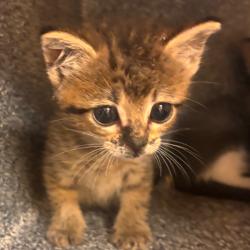 Shelter Stray Female Cat last seen , 3428 S Jenkins Ave, Norman, OK 73072, USA