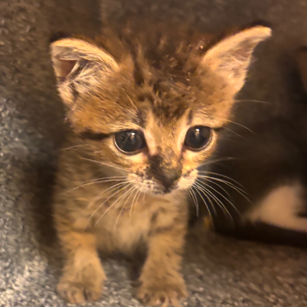 Shelter Stray Female Cat last seen , 3428 S Jenkins Ave, Norman, OK 73072, USA