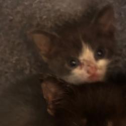 Shelter Stray Female Cat last seen , 3428 S Jenkins Ave, Norman, OK 73072, USA