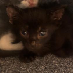 Shelter Stray Male Cat last seen , 3428 S Jenkins Ave, Norman, OK 73072, USA