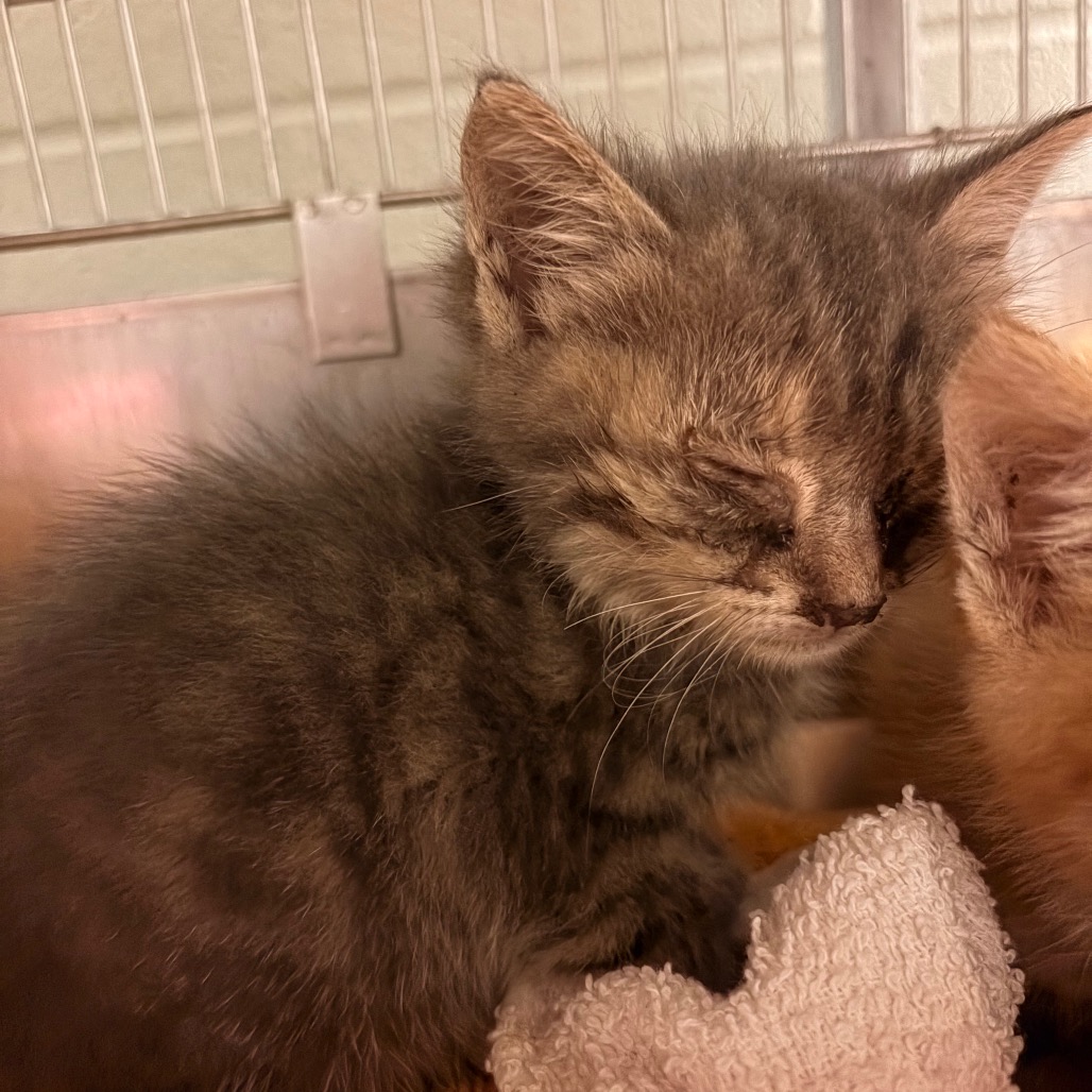 Shelter Stray Female Cat last seen , 54687 Co Rd 19, Bristol, IN 46507, USA