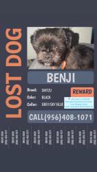 Lost Male Dog last seen Nannette and dicker rd, Pharr, TX 78577
