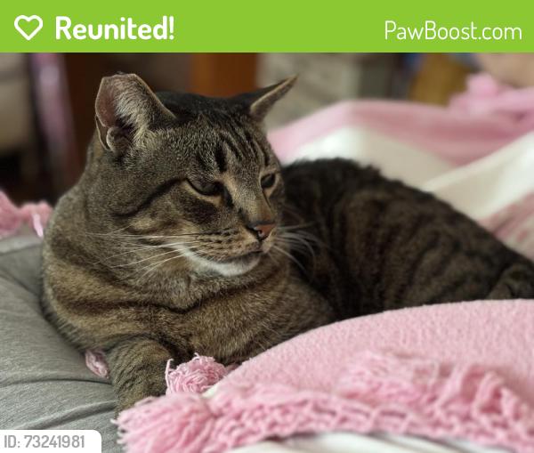 Reunited Male Cat last seen St. James and Wright Road, South Gate, CA 90280