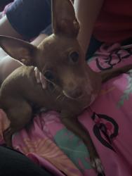 Found/Stray Female Dog last seen Pebblemill Lane, Houston, TX 77086