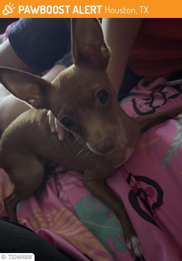 Found/Stray Female Dog last seen Pebblemill Lane, Houston, TX 77086