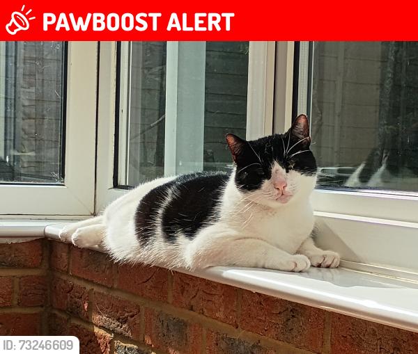 Lost Male Cat last seen Lu72fg, Central Bedfordshire, England LU7 2FG