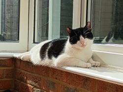 Lost Male Cat last seen Lu72fg, Central Bedfordshire, England LU7 2FG