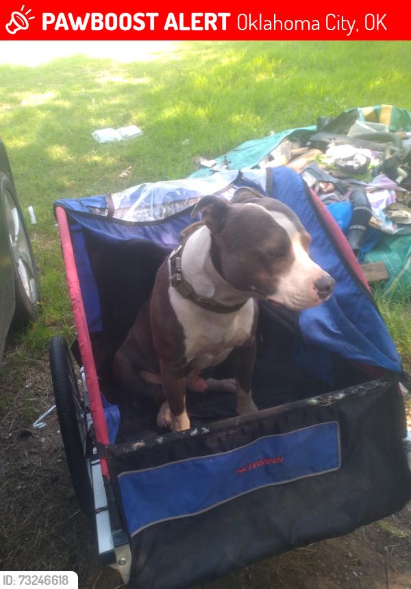 Lost Male Dog last seen penn and exchange, Oklahoma City, OK 73108