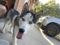 Found/Stray Female Dog last seen Shadowridge lane, Moreno Valley, CA 92557