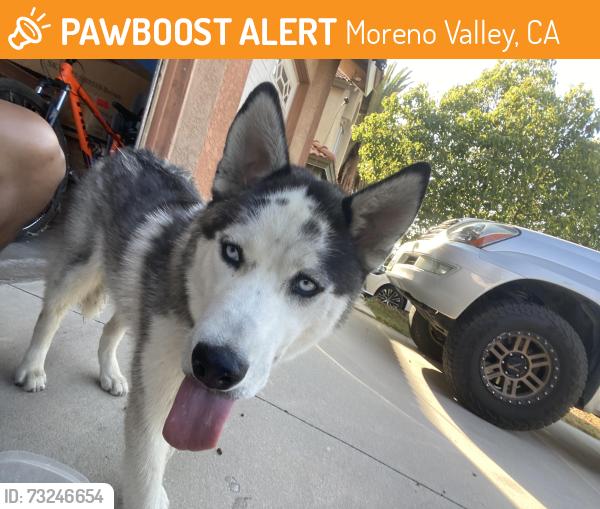 Found/Stray Female Dog last seen Shadowridge lane, Moreno Valley, CA 92557