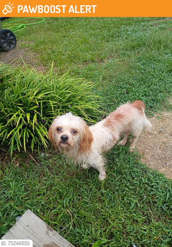 Found/Stray Male Dog last seen End of Bryant Rd, Spartanburg County, SC 29349