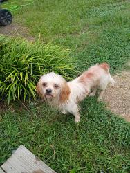 Found/Stray Male Dog last seen End of Bryant Rd, Spartanburg County, SC 29349