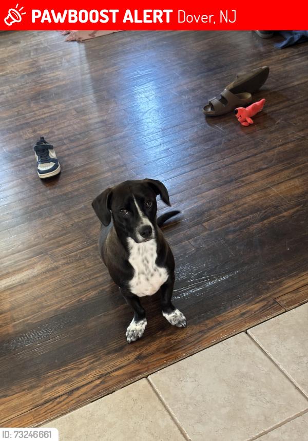 Lost Male Dog last seen Near US-46 Dover, NJ 07801 United States, Dover, NJ 07801