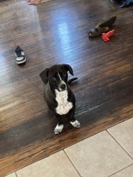 Lost Male Dog last seen Near US-46 Dover, NJ 07801 United States, Dover, NJ 07801