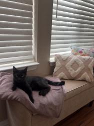 Lost Female Cat last seen Spanish oaks and bronco circle (off crossover), Temecula, CA 92592