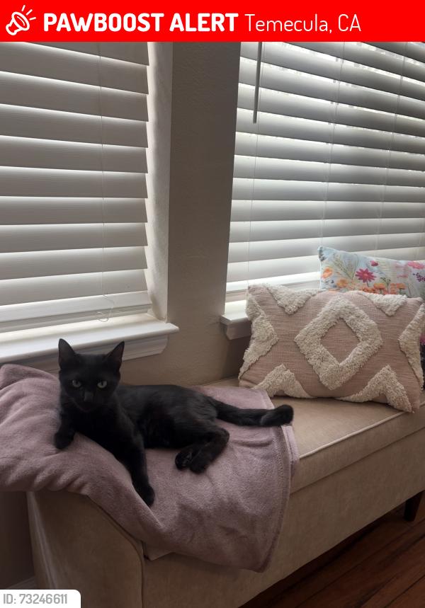 Lost Female Cat last seen Spanish oaks and bronco circle (off crossover), Temecula, CA 92592
