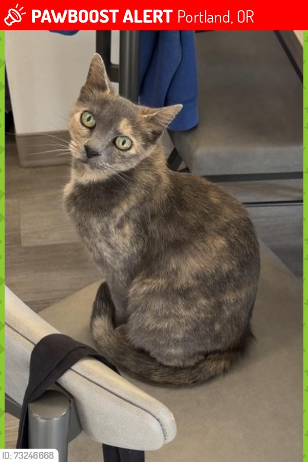 Lost Female Cat last seen Ne multnomah & 42nd, Portland, OR 97232