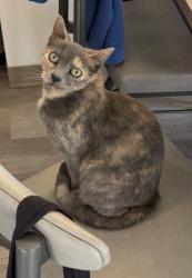 Lost Female Cat last seen Ne multnomah & 42nd, Portland, OR 97232
