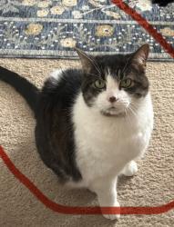 Lost Female Cat last seen Hayden run road, Dublin, OH 43016