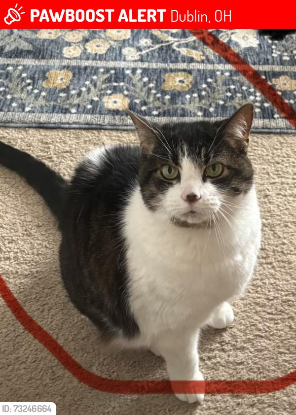 Lost Female Cat last seen Hayden run road, Dublin, OH 43016