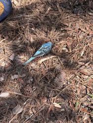 Found/Stray Unknown Bird last seen Rogers Herr Middle school ball field, Durham, NC 27707