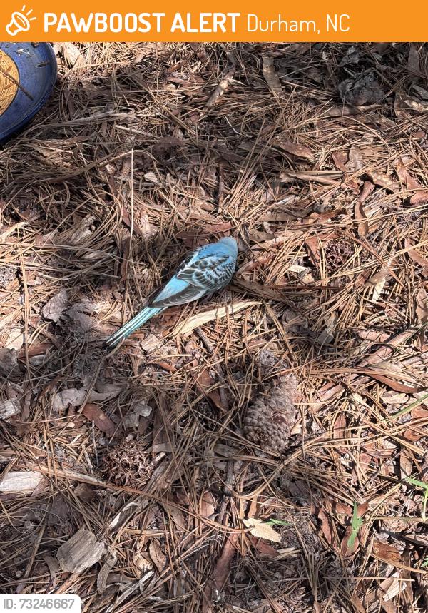 Found/Stray Unknown Bird last seen Rogers Herr Middle school ball field, Durham, NC 27707