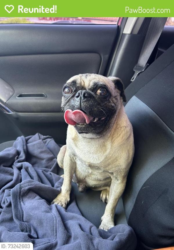 Reunited Male Dog last seen Hiking trail on S San Dimas Ave., Covina, CA 91724