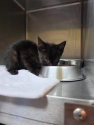 Shelter Stray Male Cat last seen In Town, 211 Kind Hearts Wy, Burnsville, NC 28714, USA