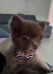 Lost Male Dog last seen Gilbert and katella, Garden Grove, CA 92841