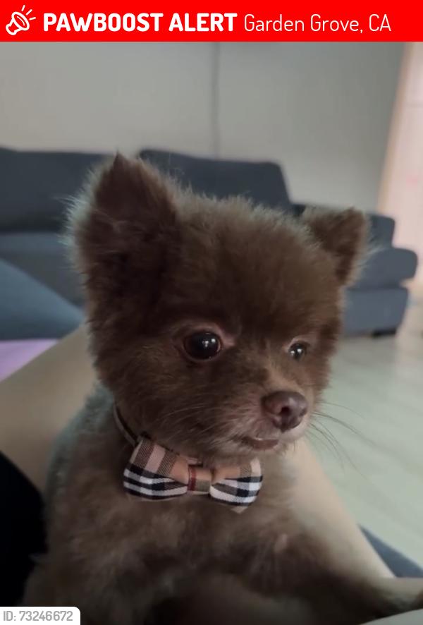 Lost Male Dog last seen Gilbert and katella, Garden Grove, CA 92841