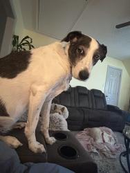 Reunited Female Dog last seen S Sanga Road and Walnut Grove Road, Memphis, TN 38018