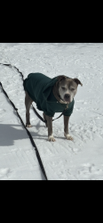 Reunited Male Dog last seen Surrey circle and center street, Arlington, TX 76014