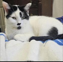 Lost Female Cat last seen Piddler lane, Spring, TX 77373