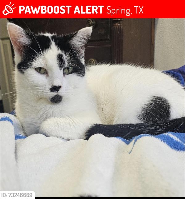 Lost Female Cat last seen Piddler lane, Spring, TX 77373