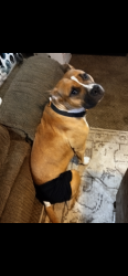 Lost Female Dog last seen In the country, Benton, MO 63736