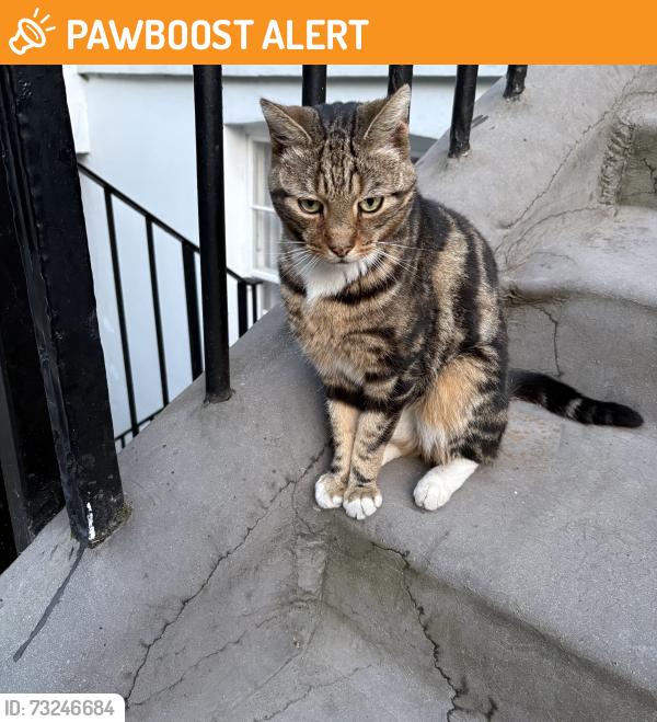Found/Stray Unknown Cat last seen Angel Islington, Greater London, England N1 9LY